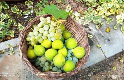 Etna, salvia e rosmarino - Foto 51