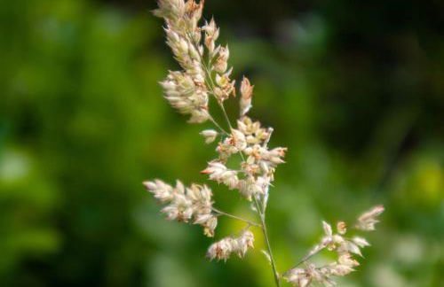 Casa dos Leões- Aldeia dos 4 abades - Foto 10