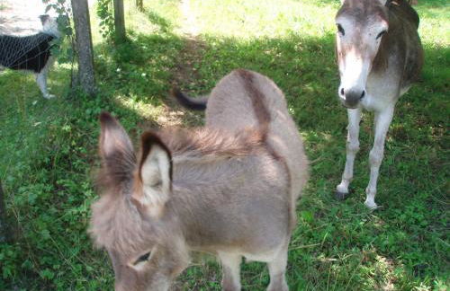 Le routoir - Foto 15