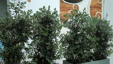 Sykelià - Guest House - Foto 5