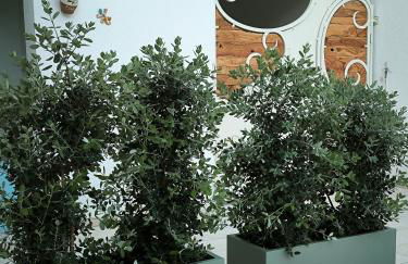 Sykelià - Guest House - Foto 5