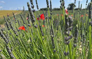 Gite Harmonie - Foto 45