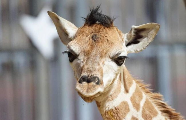 Les Pins Sylvestres - Photo 43