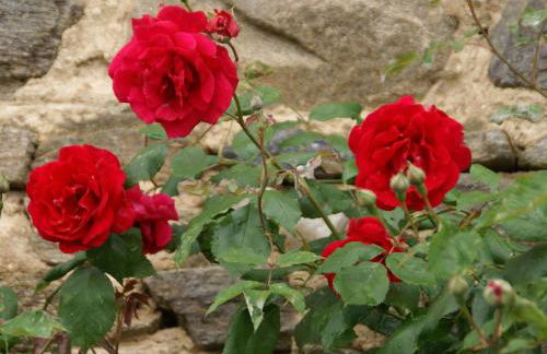 Holiday Home in Saint-beauzire With Garden and Private Terrace - Foto 40