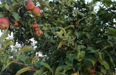 Peaceful cottage with incredible panoramic view - Foto 43