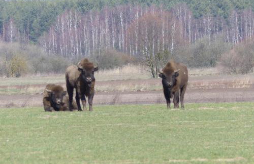 Zielony Domek Plutycze - Foto 38