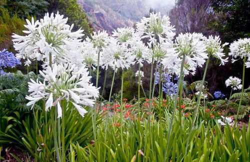 CASAS MARE , Ponta Delgada, Madeira - Foto 33