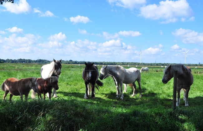 Elbhus Hamburg - Foto 45