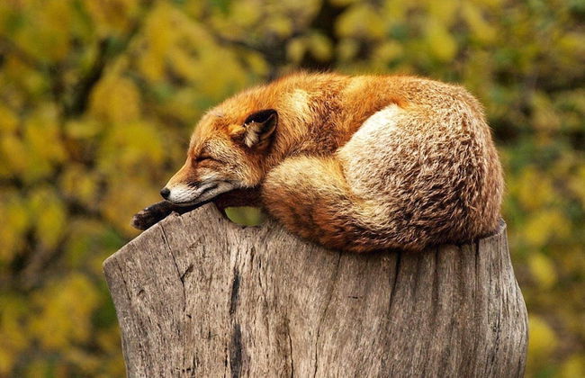 4 Person Holiday Home in Salen-by Traum - Foto 11