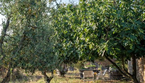 Podere Pruneto - Foto 5, Garden