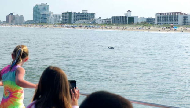 Observation d'un dauphin depuis le bateau à moteur