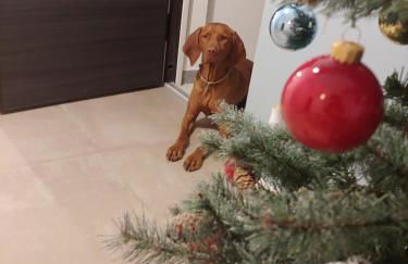 Casa al Lago di TSS' - Ampio Giardino Fronte al Lago - Perfetto per Famiglie e Gruppi a Calceranica al Lago - Foto 43