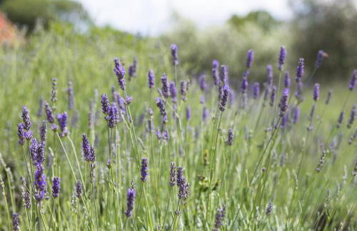 Officinalis - Family Vacation House - Photo 36