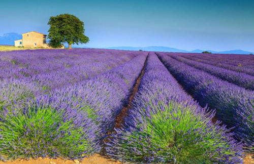 Gîtes Lou Limbert Plateau de Valensole - Foto 22
