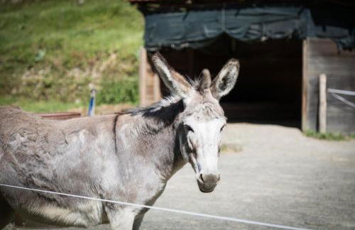 Podere Groppini - Foto 17