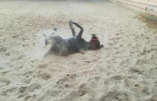 Pensjonat Przy Stajni - Foto 51