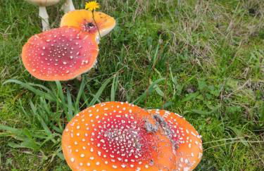 Rilhadas Casas de Campo - Foto 76