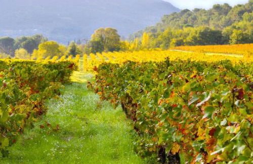 Maison de charme à Nyons au milieu des vignes - Foto 18
