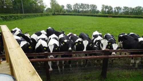 The Lazy Shepherd - Foto 2