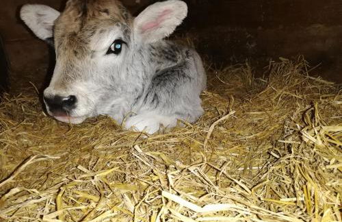 Ansitz Grustdorf - Foto 63