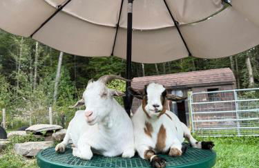 Catskills Aframe, Water View, Goat Sanctuary - Foto 49