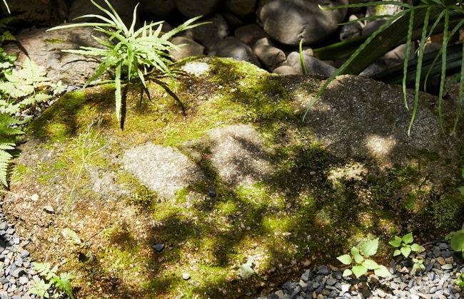 Tachibana an - Foto 17