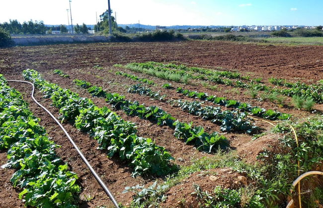 Residenza Arcangela - 4 Alloggi con 2 Piscine Private nel Salento - Fino a 20 Posti Letto - Photo 37