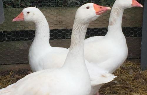 Willow Court Farm Studio South & Petting Farm, 8 mins from Legoland & Windsor, 15 mins from Lapland UK - Foto 82