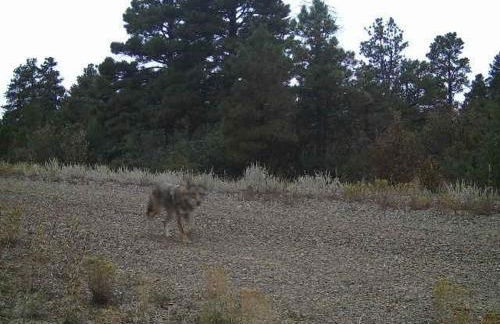 Old Raton Pass Base Camp Cabin with Loft Northern New Mexico Mountain Ranch on Colorado Border cabin - Foto 40