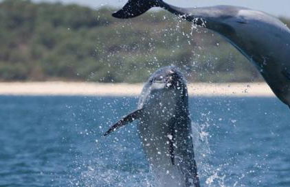 Villa Comporta - Foto 42