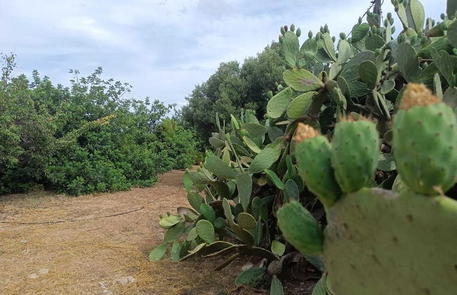 Masseria Belvedere - Photo 31