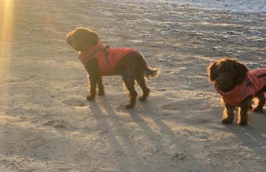 Kinneuchar Cottage - by Elie, Dog Friendly. - Foto 28