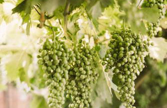 B&B Le Corone - Chalet nel Bosco - Photo 33