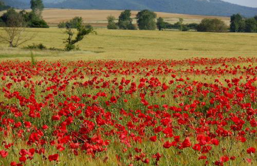 Agriturismo La Roverella - Foto 23