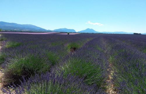 Au pays de la lavande... - Photo 6