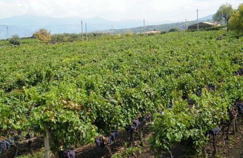 Etna Wine Azienda Agrituristica - Foto 52