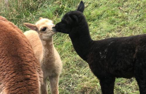 Weinrebe Oberhermsdorf nahe Dresden - Foto 15