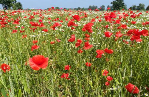 Urlaub bei Familie Lasch - Foto 11