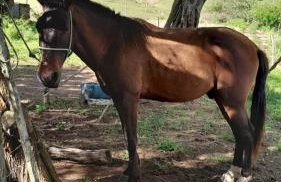 Casa Lajeiro - Foto 51