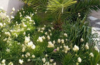 Casa Saba Lupino - Foto 34