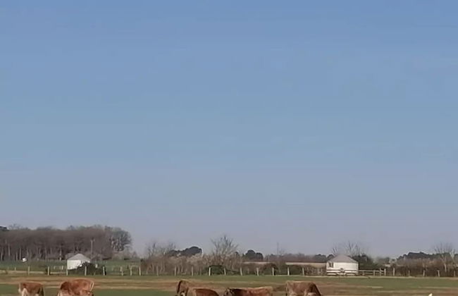 Ferme du Caroire - Foto 32