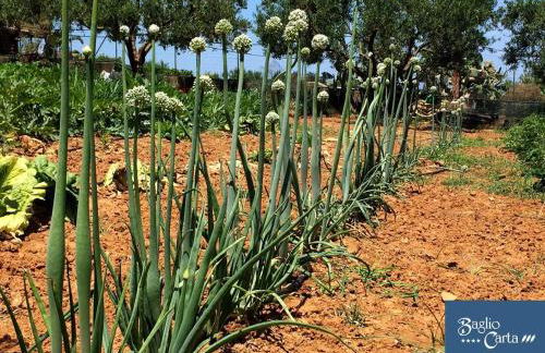 Azienda Agrituristica Baglio Carta - Foto 70