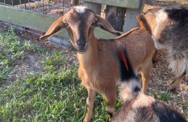 Adorable private 1-bedroom studio on mini-farm. - Foto 11