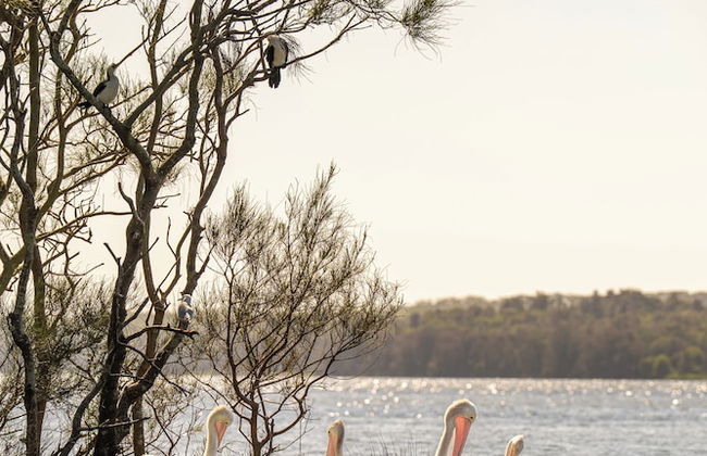 Nesuto The Entrance Apartments - Foto 54