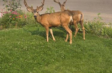 The Sunset Cottage - Wyoming by Primo Management - Foto 42