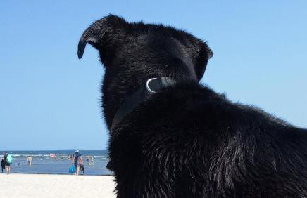 Fischstuebchen Neeberg - Foto 63