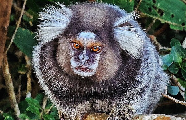 Visita guiada al bosque de Tijuca para grupos pequeños - Foto 10