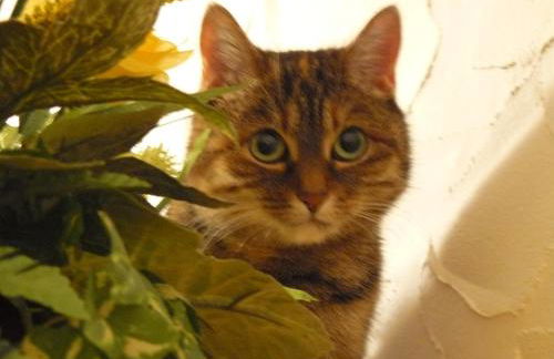 HummelCasa Ferienhaus Bayreuth - Foto 35