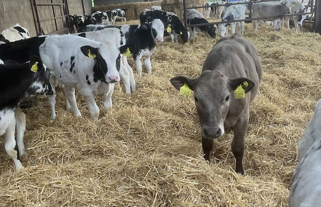 Lower Thornton Farm - Foto 34