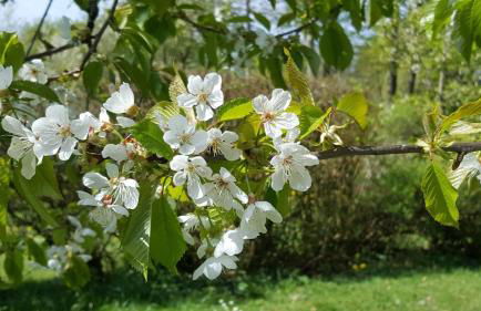 Ferienhaus Am alten Fachwerk - Foto 18